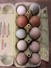 Інкубаційне яйце мішаних порід 20 грн