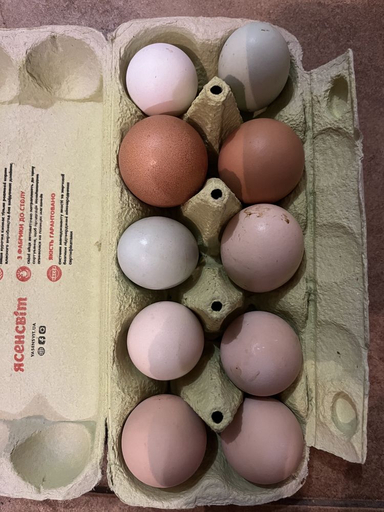 Інкубаційне яйце мішаних порід 15 грн