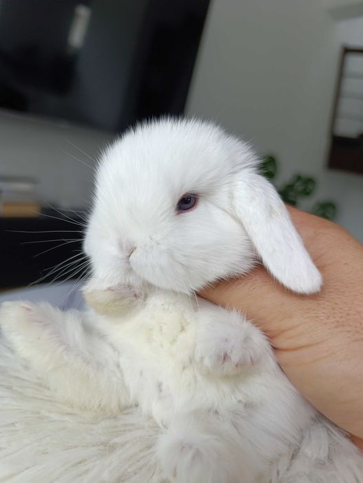 Mini lop karzełek Teddy hodowla zarejestrowana