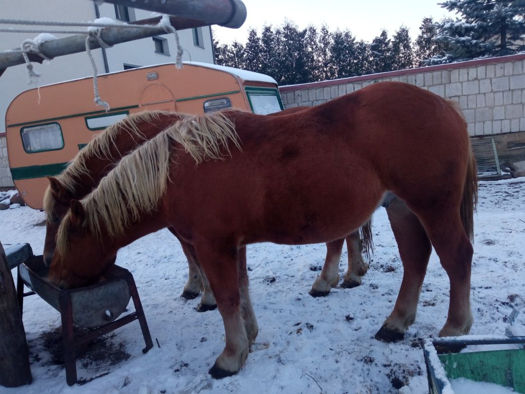 Konik koń ogierek