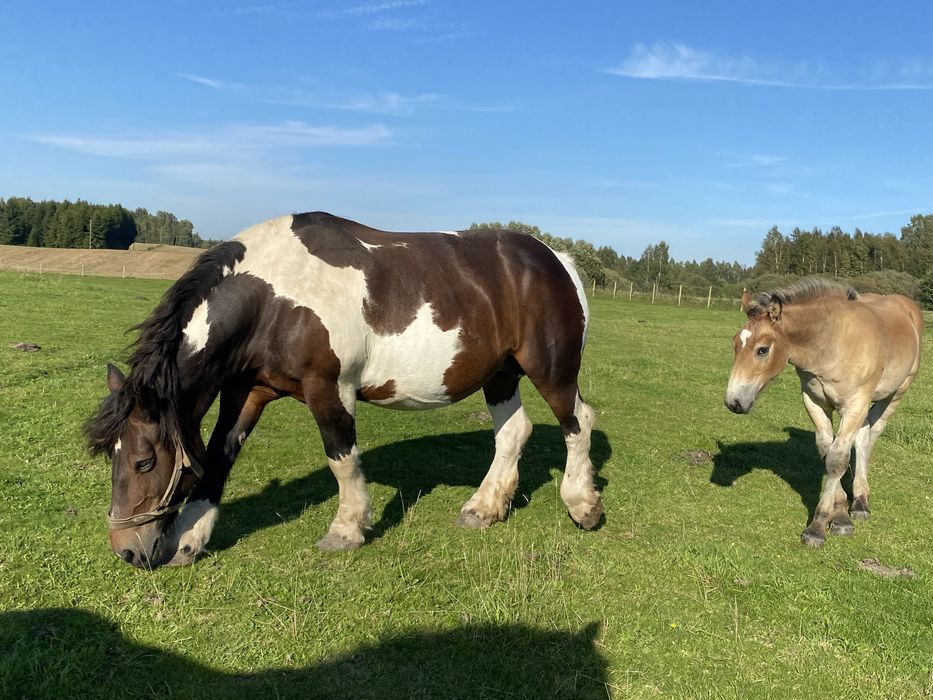 Koń, klacz, Czarno-Biała, sokulska, z ogierem komplet.