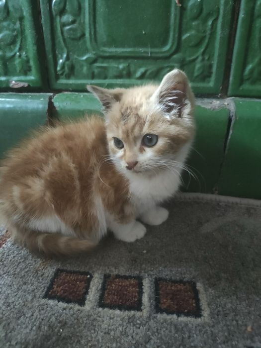 Котик в добрі руки.