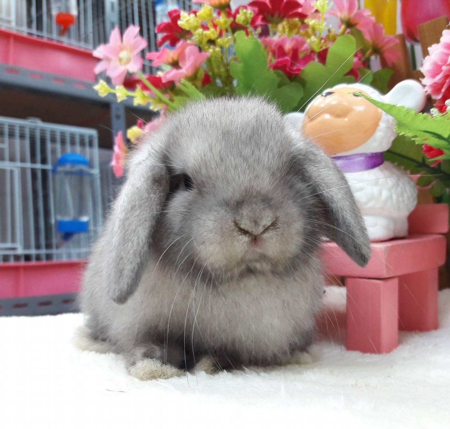 KIT Coelhos anões orelhudos(mini lop) muito dóceis