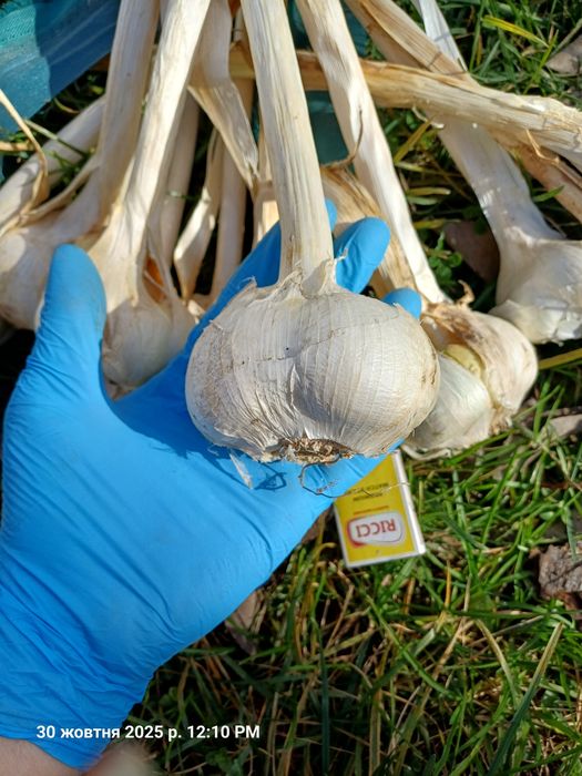 Часник рокамболь.по штучно. Одна гоорвка 45 грн