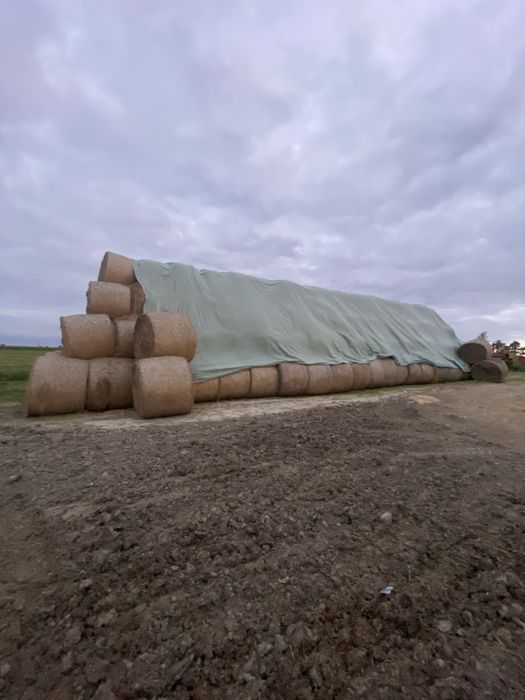 Słoma bale 160cm