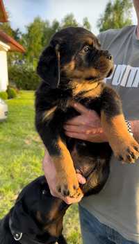 Rottweiler piesek ZKwP FCI