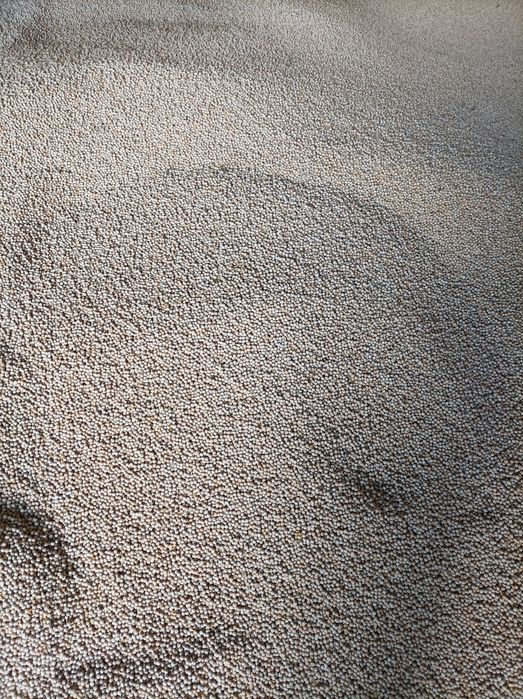 Groch Batuta  przewiany