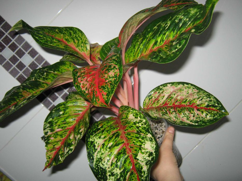 аглаонема 10 карат есть много других сортов детки от 350грн