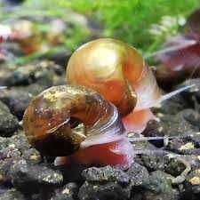 Caracóis Planorbis Corneus