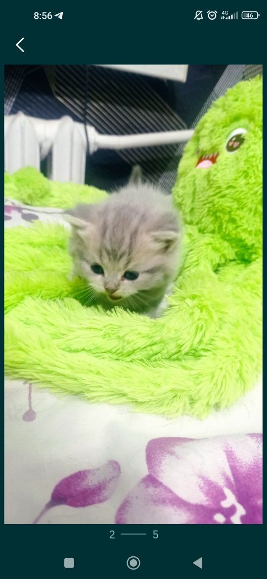 Шотландські кошенята