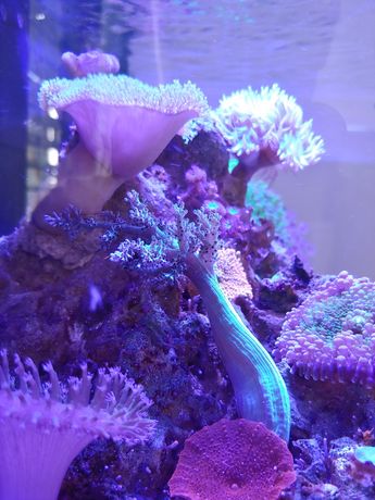 Koralowce miekkie - anthelia, xenia, capnella etc