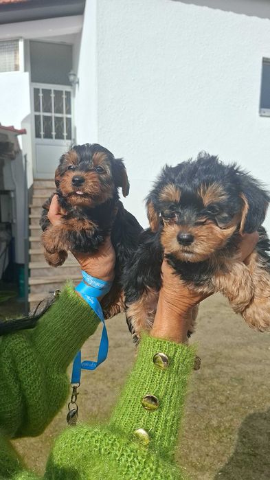 Yorkshire terrier macho lindo