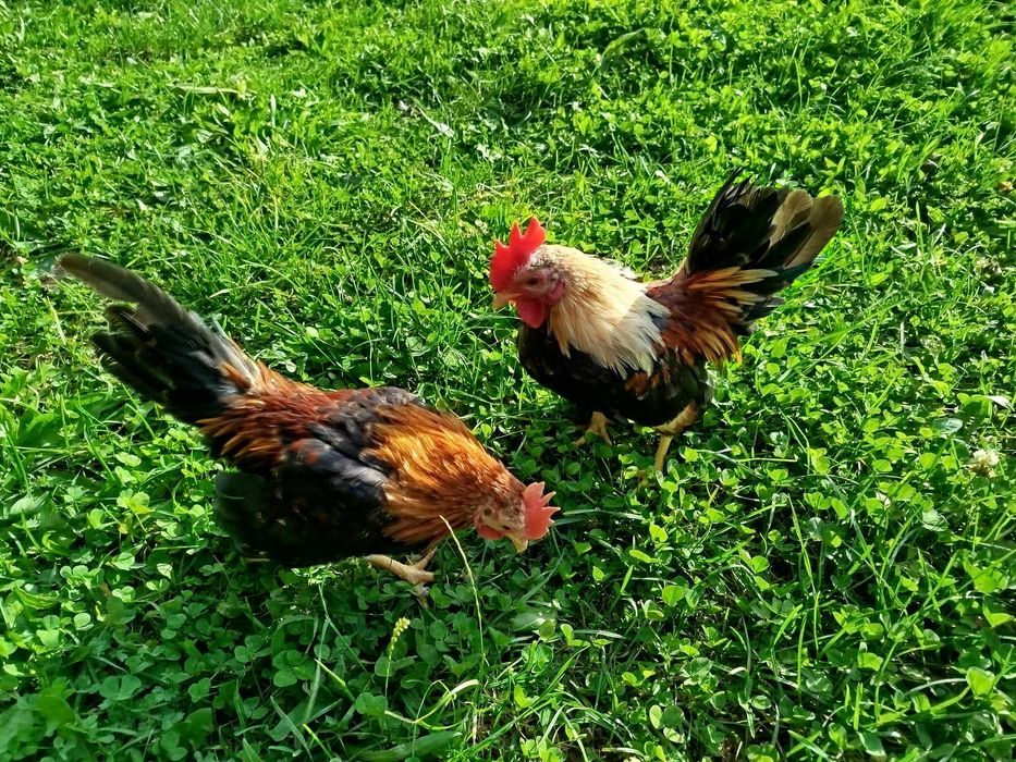 Serama, seramy koguty