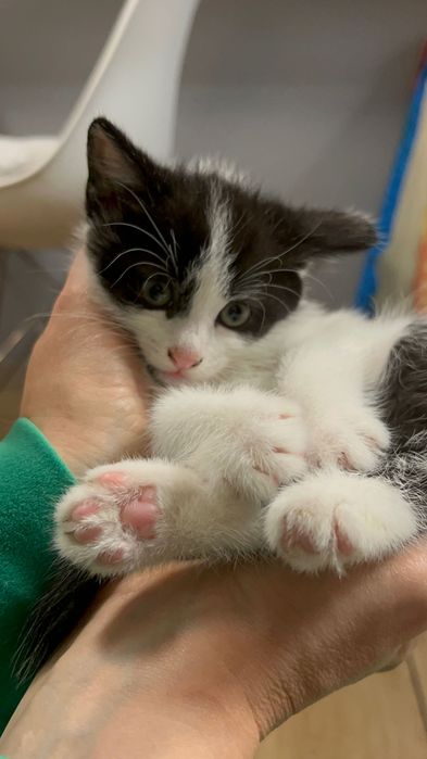 Małe kotki za darmo