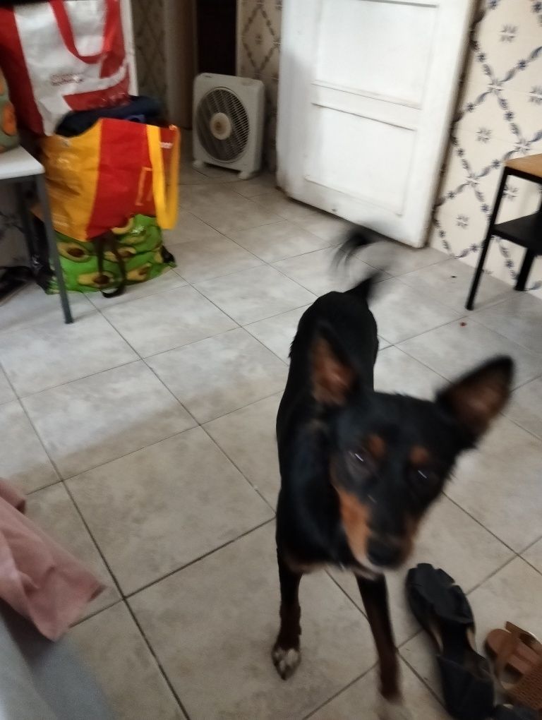 Dou cadela para adoção