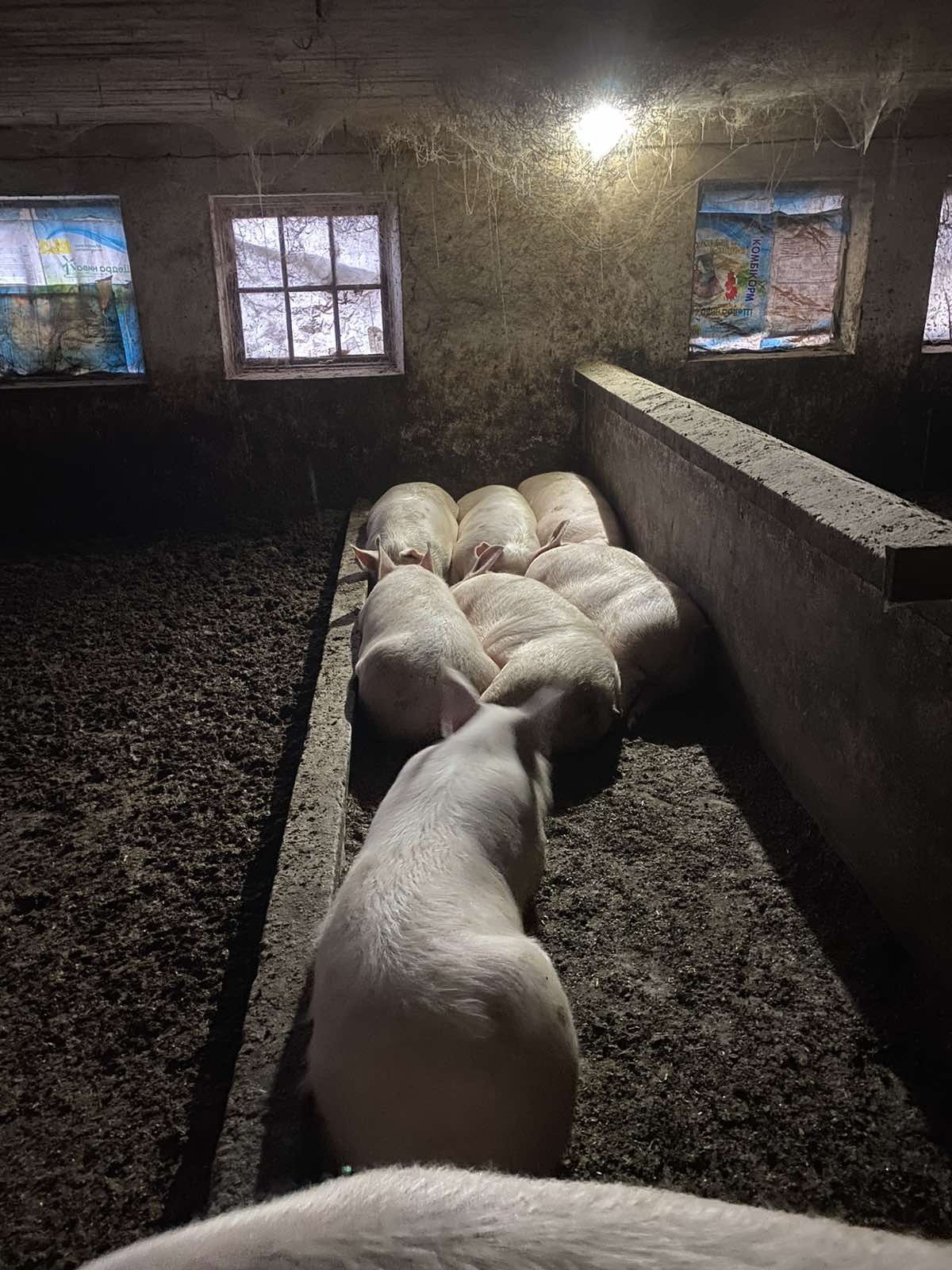 Продам  льошки на свиноматки