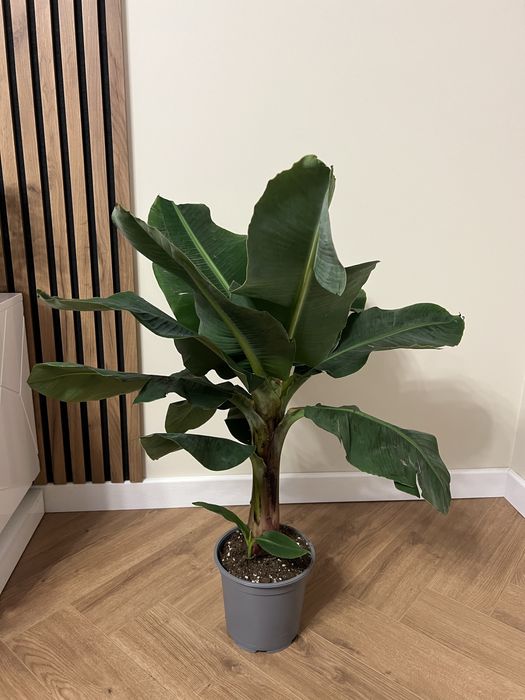 Пальма бананова 85 см