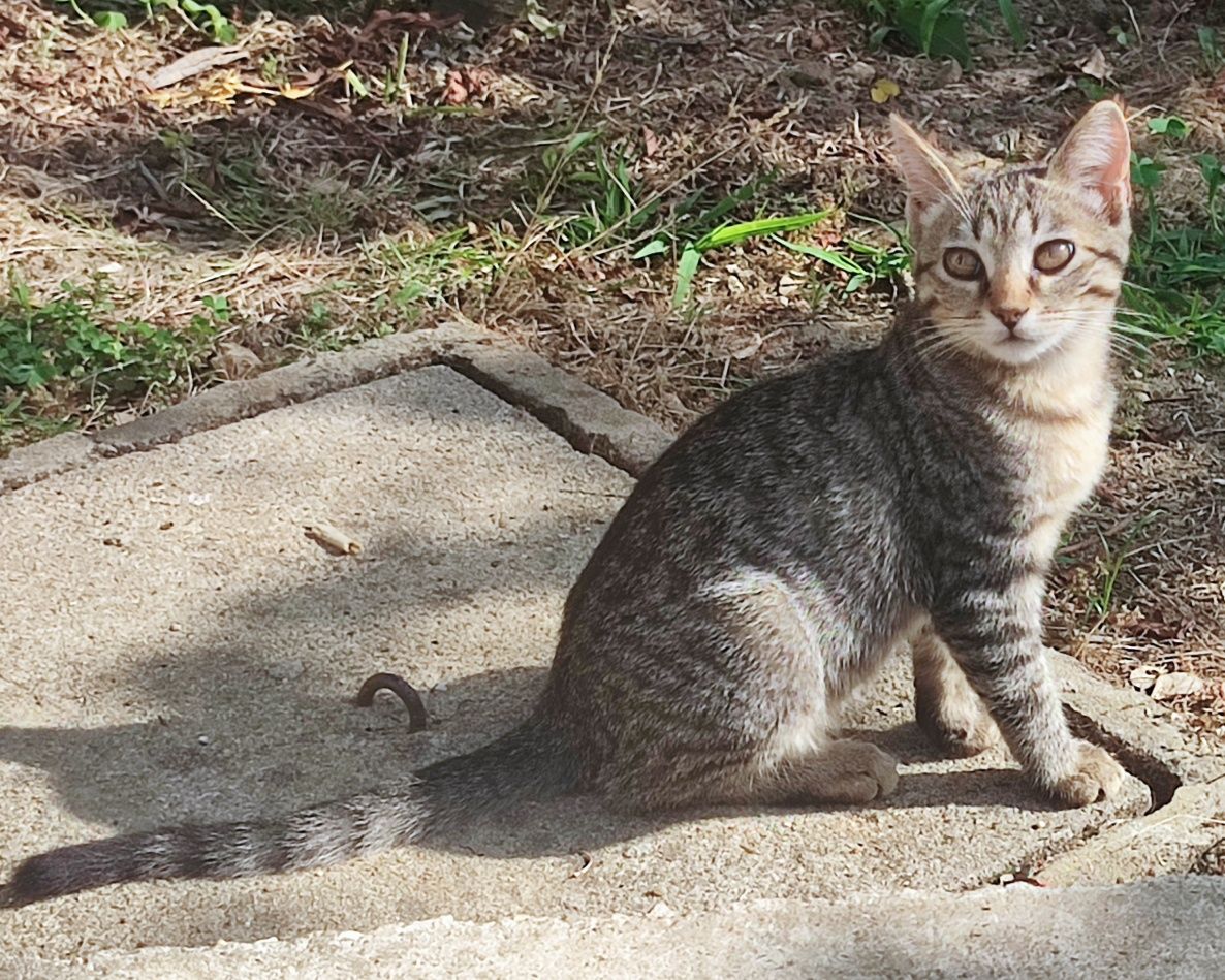 Gatinhos muito meigos para adoção gratuita (uma gata e dois gatos)