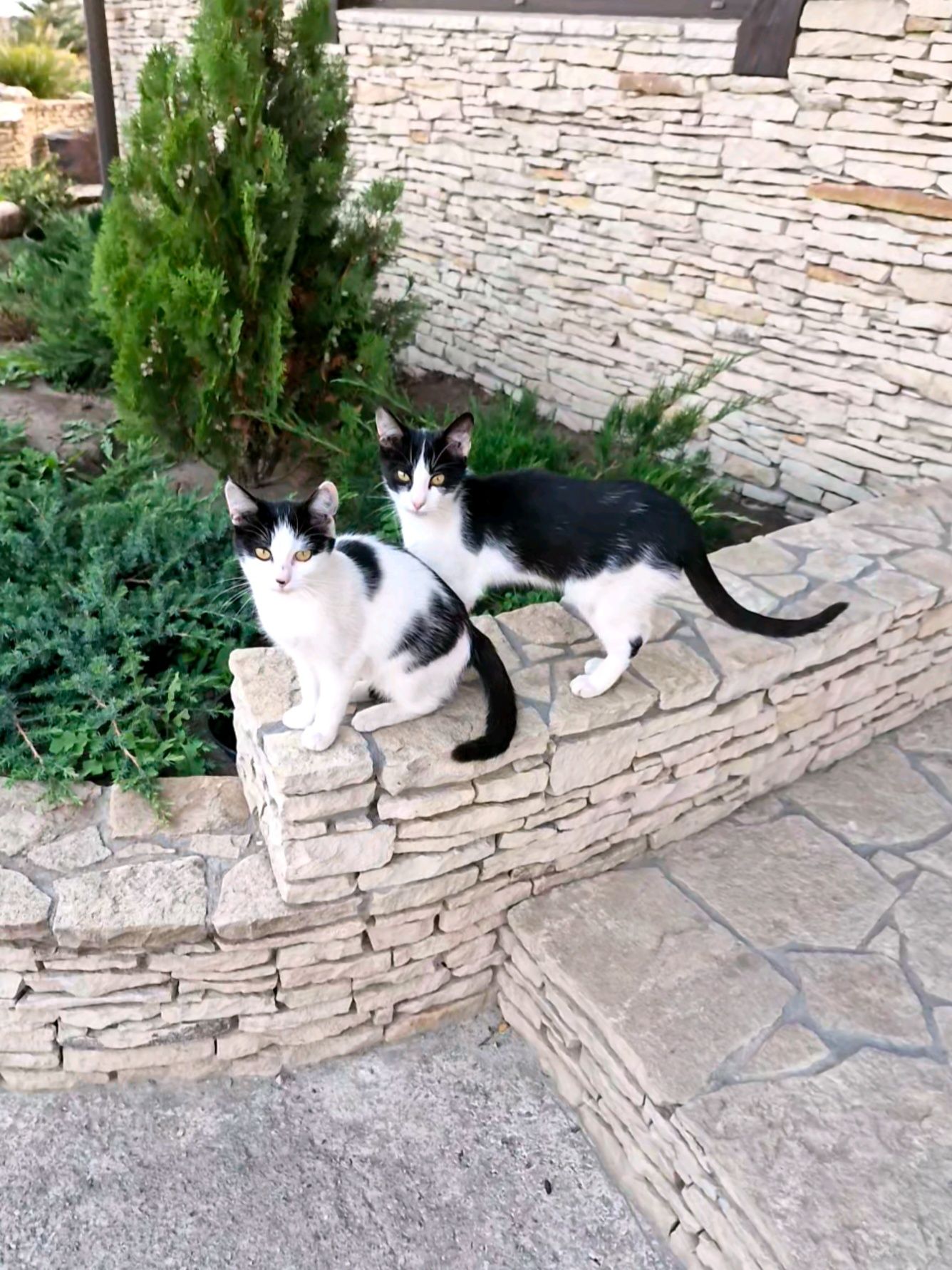 Котята ищут дом.