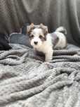 Yorkshire Terrier Blueberry Merle