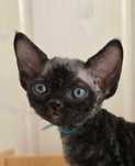 Domowa Hodowla Devon Rex FiszKOTeka*PL FPL
