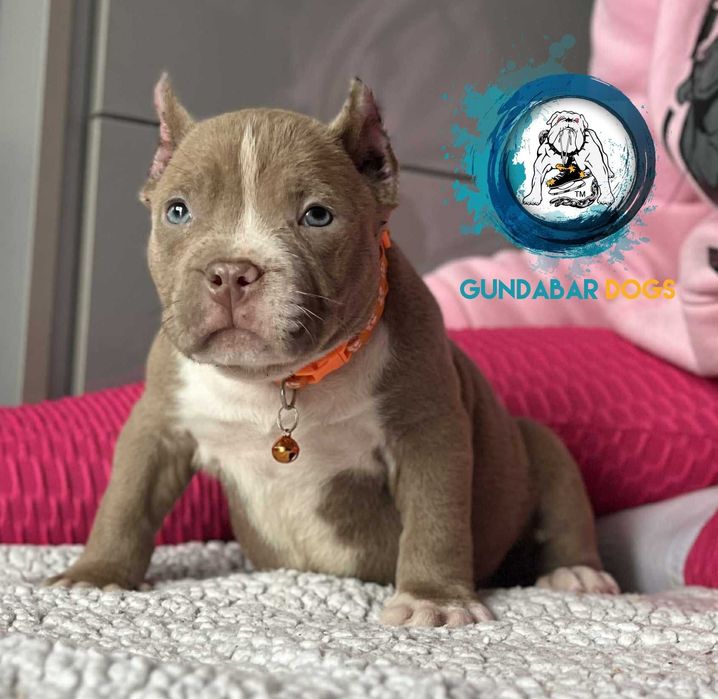 American Bully ABKC pies