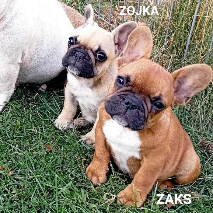 Buldog buldożek francuski piesek ZAKS ZKwP FCI