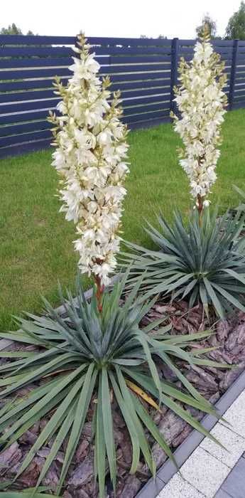 Juka ogrodowa karolińska Yucca w doniczce