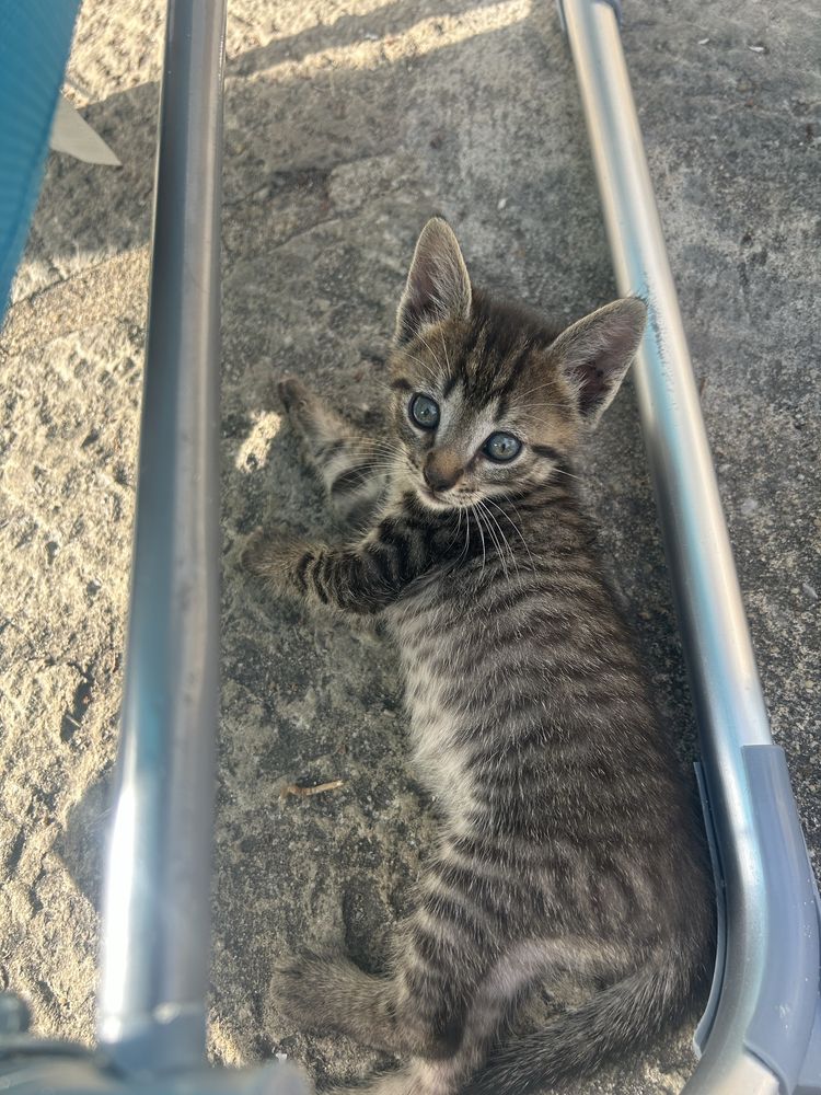 Gatinho bebê para adoção
