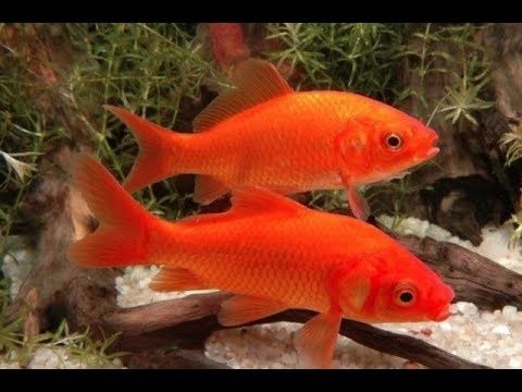 Karp koi karaś orfa