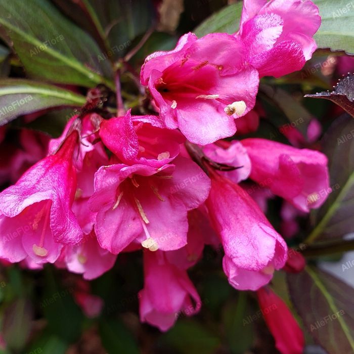 Krzewuszka cudowna 'Alexandra' (Weigela florida) Doniczka 2.0L