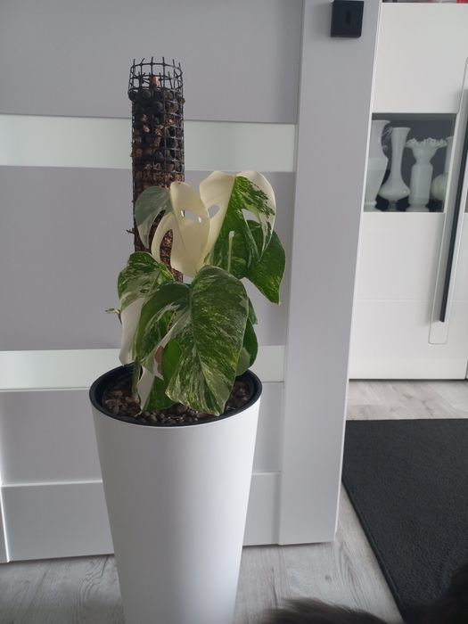 Monstera variegata