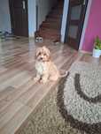Cavapoo-pudel+cavalier
