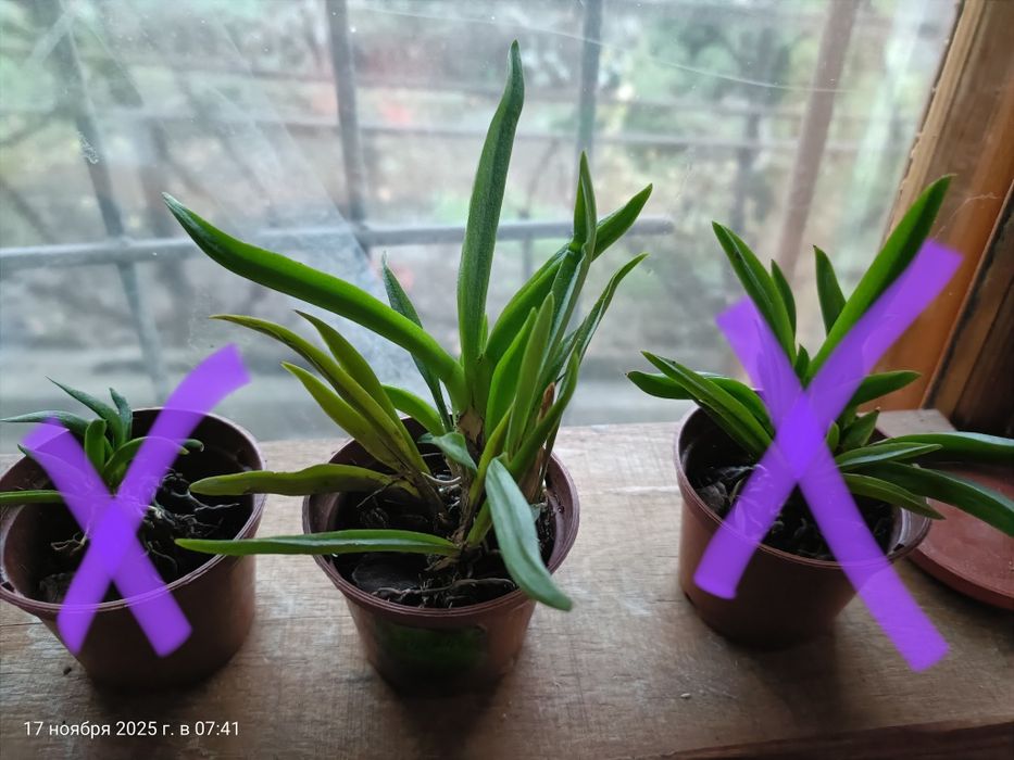 Орхидея толумнея. Міні орхідея.