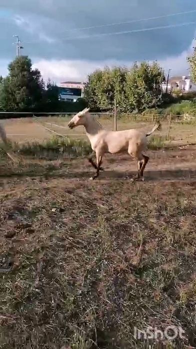 Troco poldra baia PSL