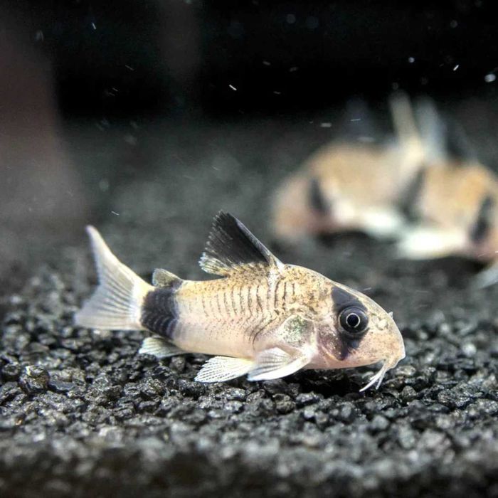 Peixe - Corydora Panda
