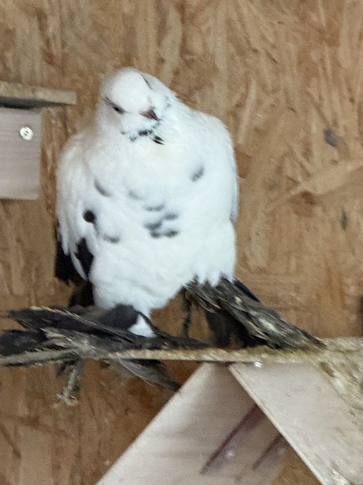 Gołębie parka Widymy mlode