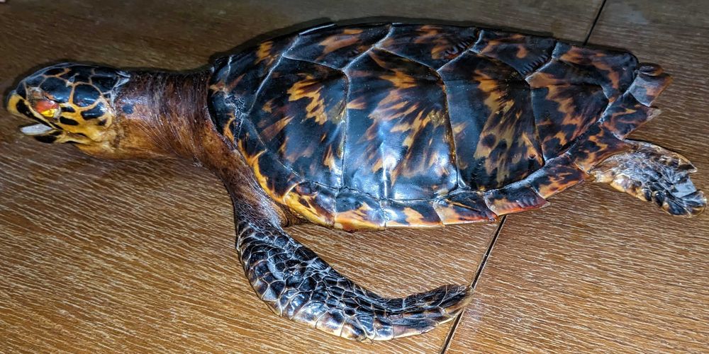 Чучело морской черепахи Логгерхед