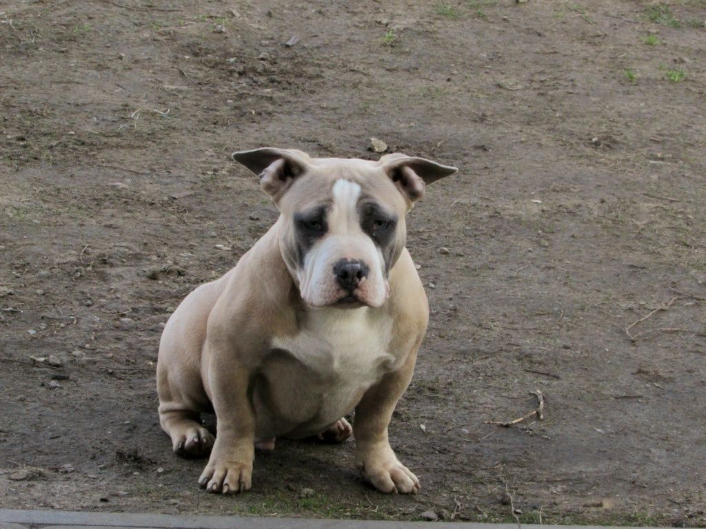 American Bully Pocket Pies