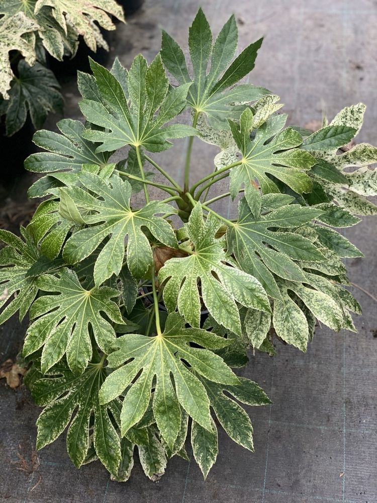 Fatsia Spider zimozielona