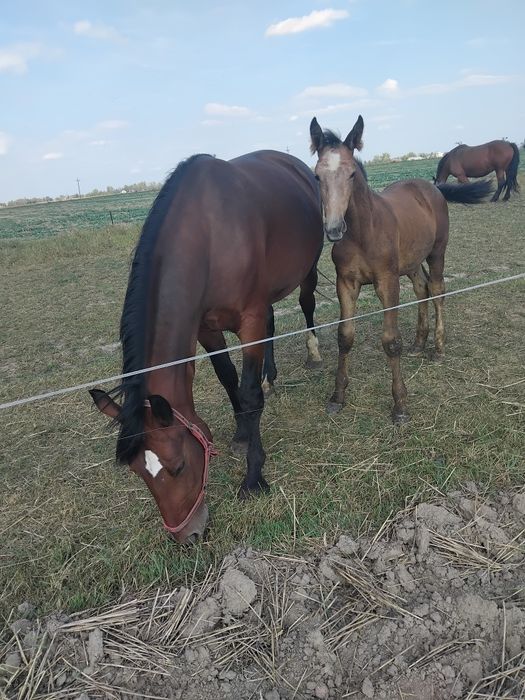 Klacz śląska ze źrebakiem