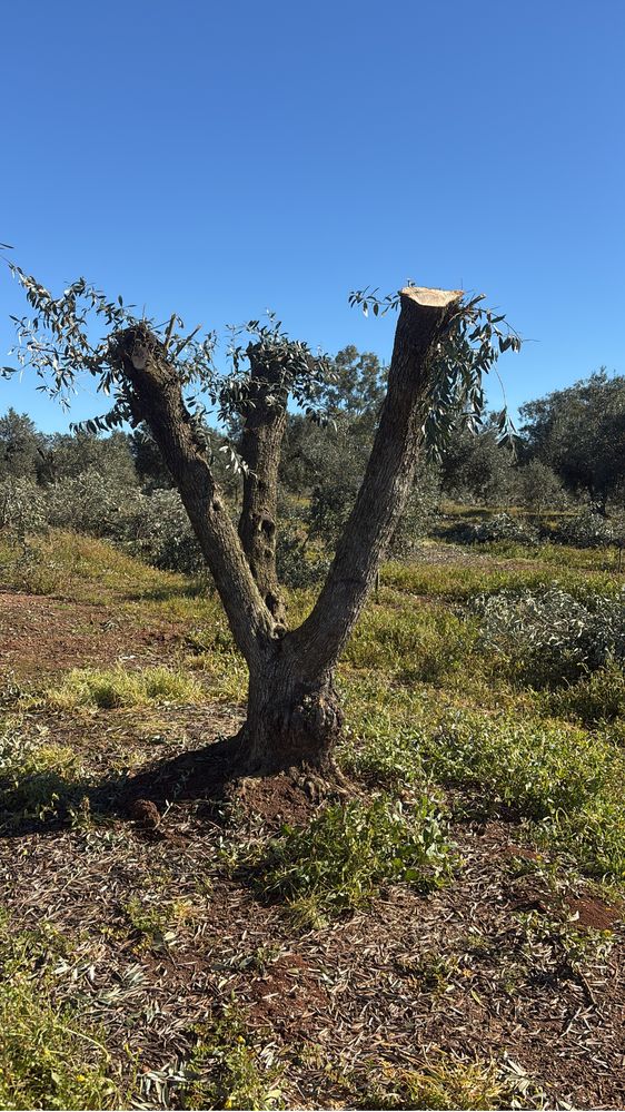 Oliveiras centenarias