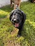 Golden Doodle f1 b