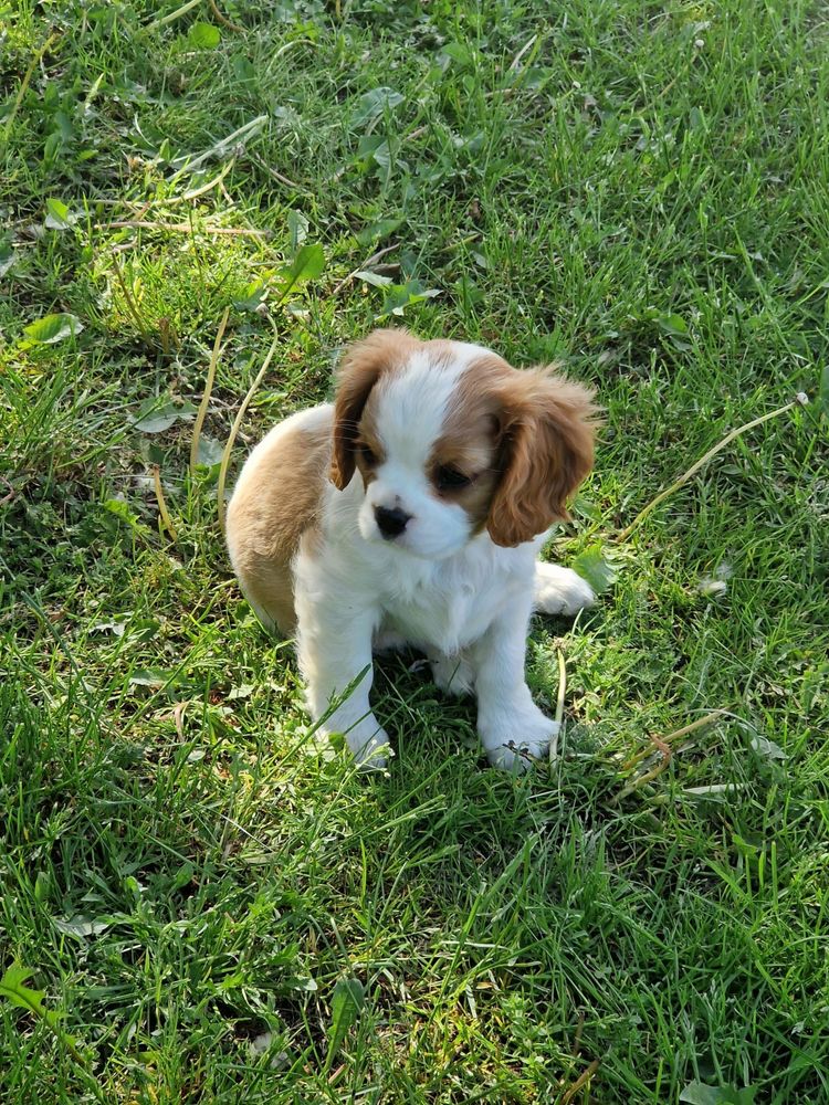 Cavalier King Charles Spaniel - urocza suczka