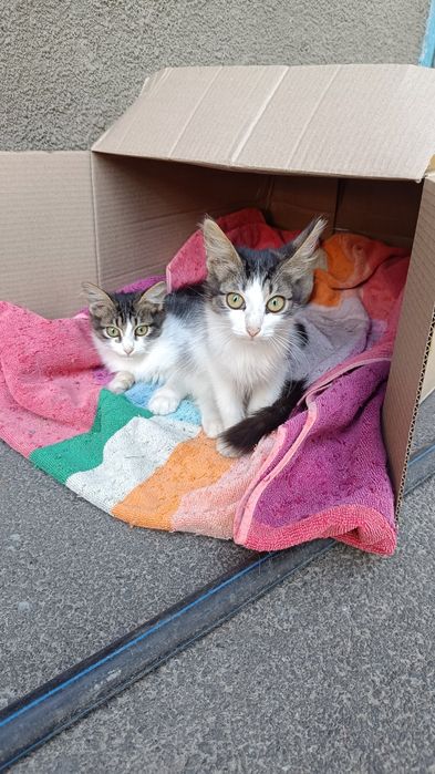 Кошенята з фронту, Мона і Ліза , 5 місяців взяти в родину