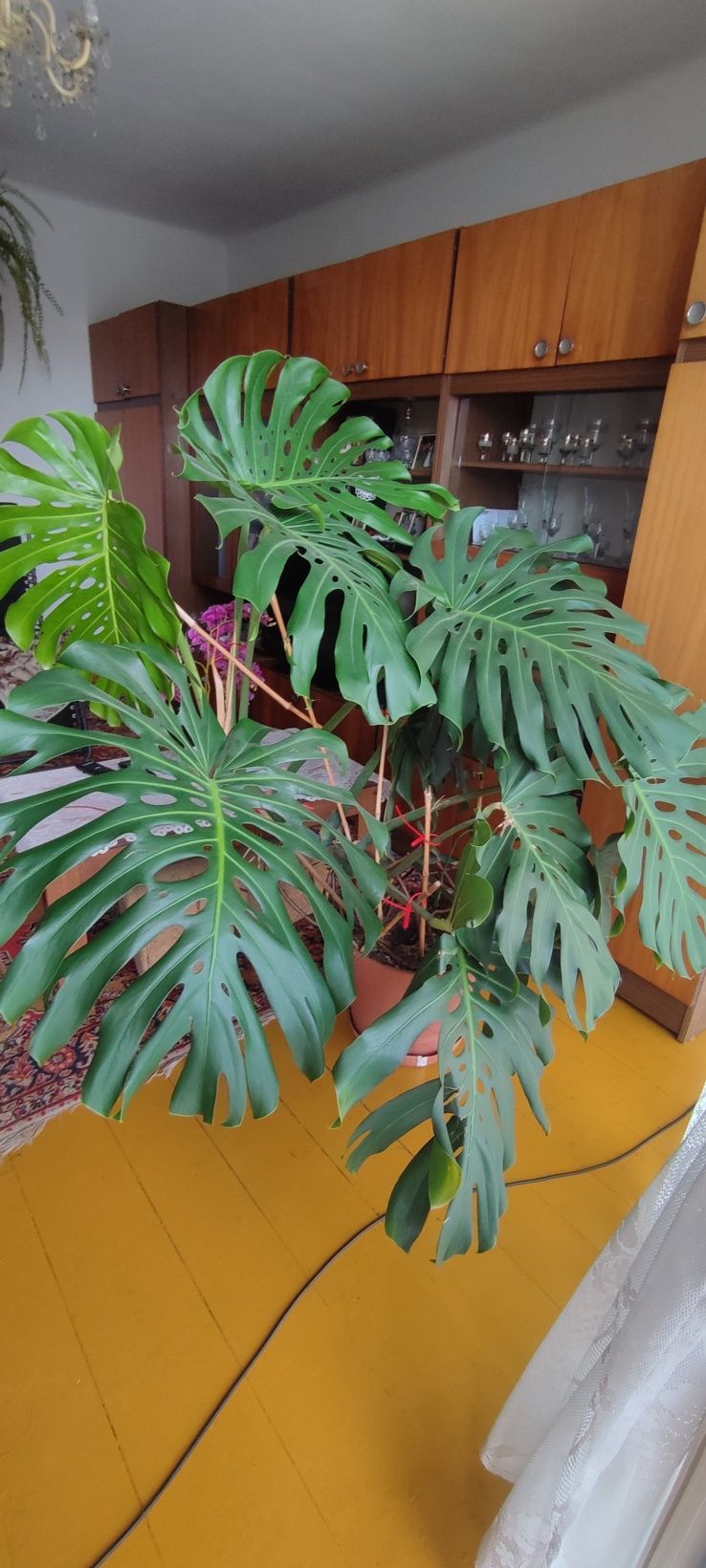 Monstera Dziurawa