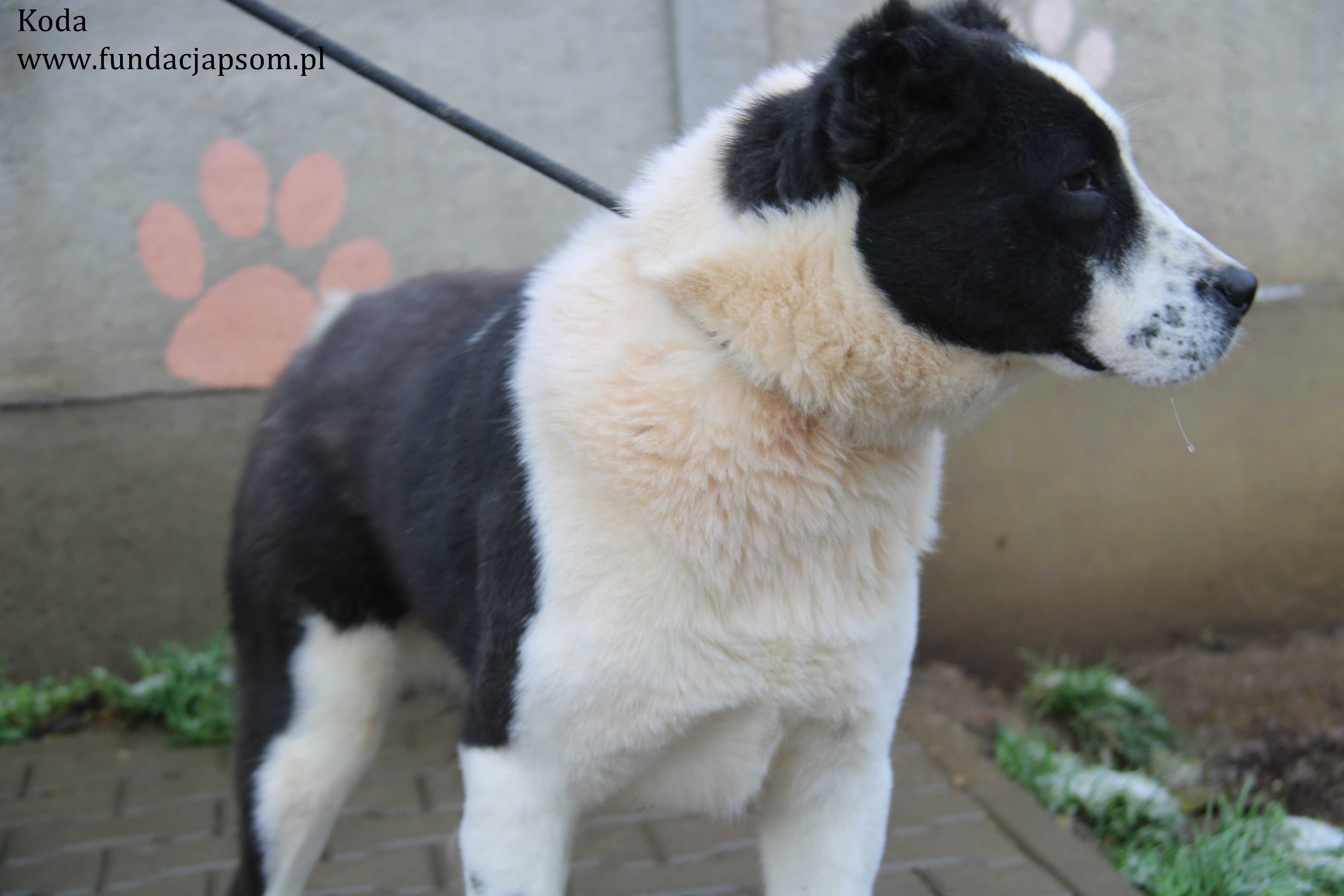 Koda, piękna i duża sunia czeka na wymarzony dom!