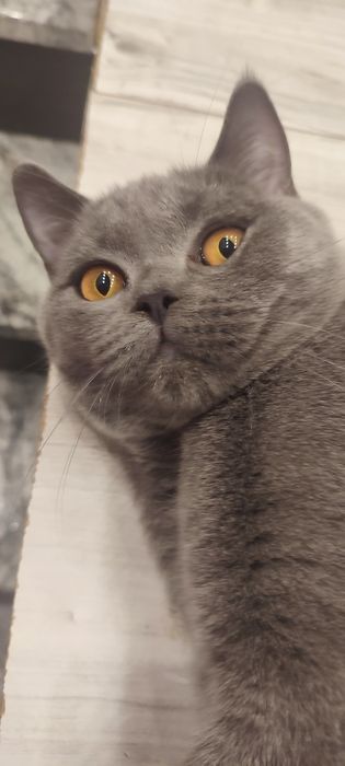 Kocur brytyjski niebieski wykastrowany