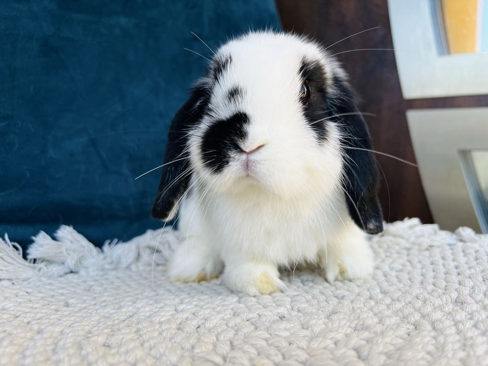 Czarno-biały (butterfly) mini lop! Hodowla zarejestrowana