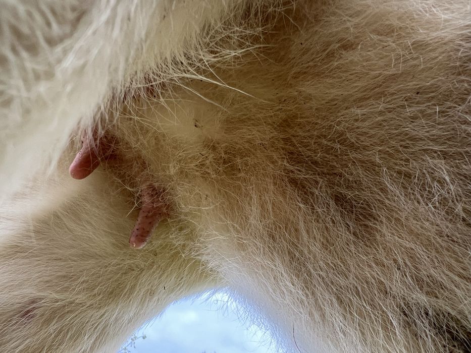 Продаю тільні нетелі червоно рябі від добрих корів